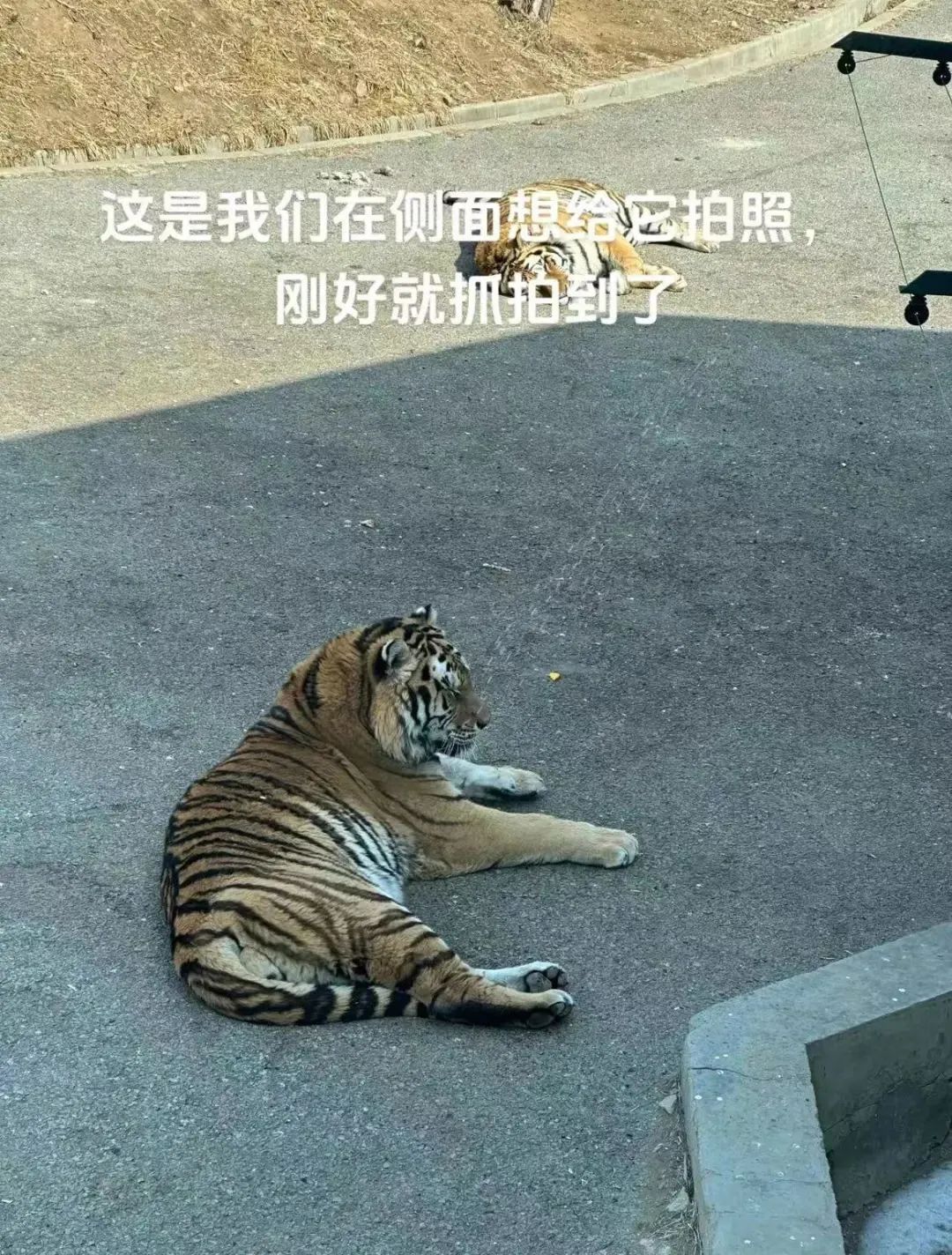 DƬ